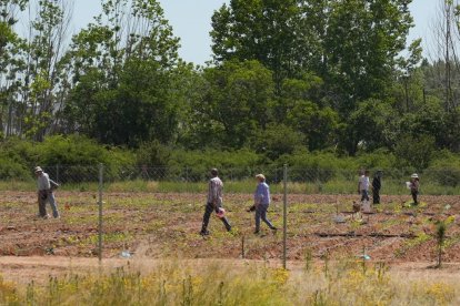 Huertos urbanos de alquiler en la Cañada Real