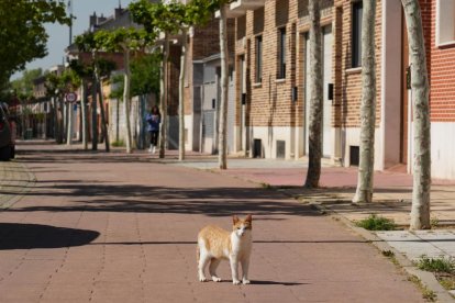 Un gato parado en medio de la calle