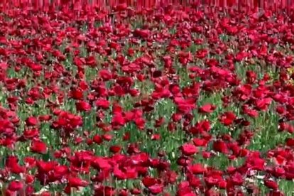 'Mar' de amapolas en Tiedra