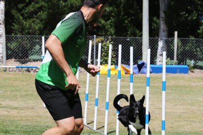 Competición de agility en Valladolid