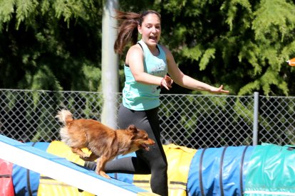Competición de agility en Valladolid