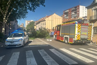 Árbol caído en la calle Chancillería de Valladolid