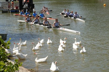 XXV Regata Nacional e Internacional K4 Ciudad de Valladolid.
