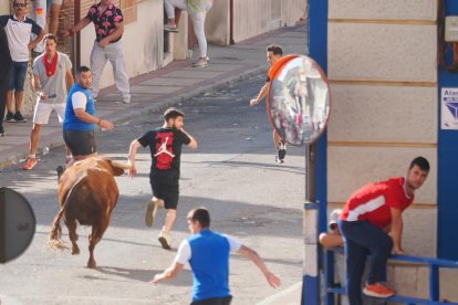 Encierro de reses bravas de Íscar