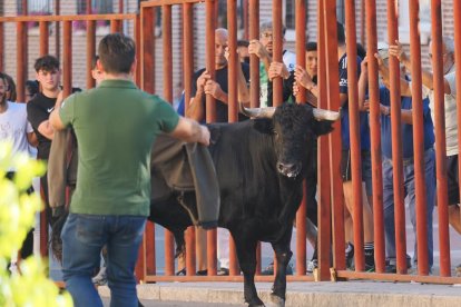 Un Toro del Alba tranquilo y sin heridos en Tudela de Duero