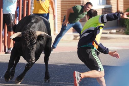 Un Toro del Alba tranquilo y sin heridos en Tudela de Duero