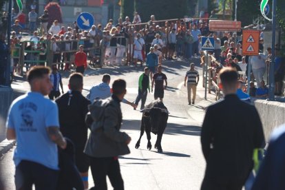 Un Toro del Alba tranquilo y sin heridos en Tudela de Duero