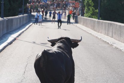 Un Toro del Alba tranquilo y sin heridos en Tudela de Duero