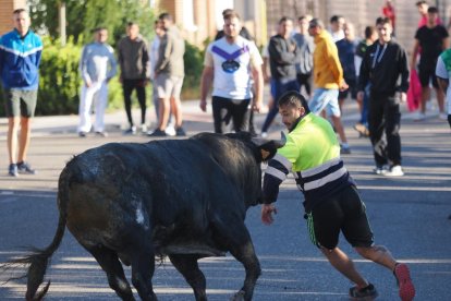 Un Toro del Alba tranquilo y sin heridos en Tudela de Duero