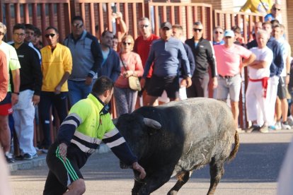 Un Toro del Alba tranquilo y sin heridos en Tudela de Duero
