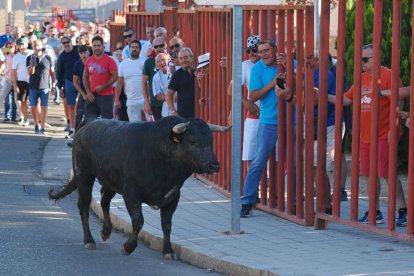 Un Toro del Alba tranquilo y sin heridos en Tudela de Duero