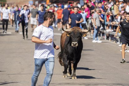 Cuarto encierro urbano en Laguna de Duero