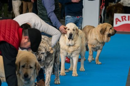 Feria Fimascota 2025