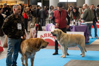 Feria Fimascota 2025