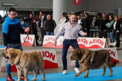 Feria Fimascota 2025
