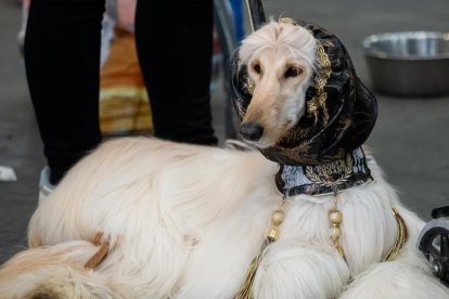 Feria Fimascota 2025