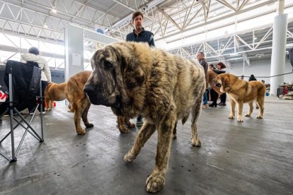 Feria Fimascota 2025