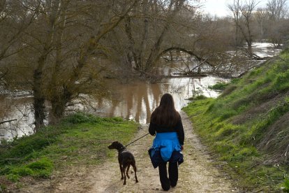 Crecida del río Duero por San Miguel del Pino