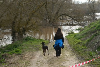 Crecida del río Duero por San Miguel del Pino