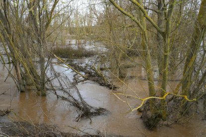 Crecida del río Adaja por Valdestillas