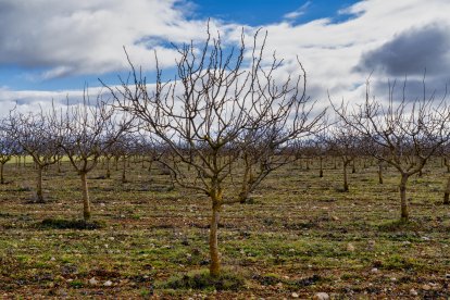 El presidente de Aspropicyl, José María Rey Madrilla, poda un árbol de pistacho en la plantación que tiene en la localidad vallisoletana de Villafuerte de Esgueva