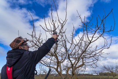 El presidente de Aspropicyl, José María Rey Madrilla, poda un árbol de pistacho en la plantación que tiene en la localidad vallisoletana de Villafuerte de Esgueva