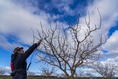 El presidente de Aspropicyl, José María Rey Madrilla, poda un árbol de pistacho en la plantación que tiene en la localidad vallisoletana de Villafuerte de Esgueva