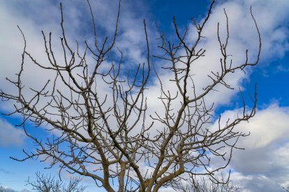 El presidente de Aspropicyl, José María Rey Madrilla, poda un árbol de pistacho en la plantación que tiene en la localidad vallisoletana de Villafuerte de Esgueva