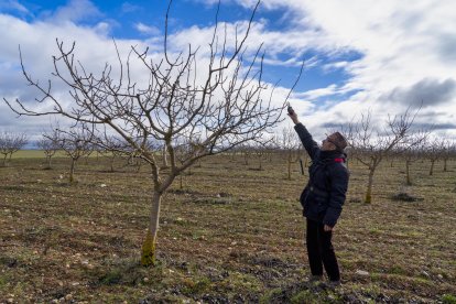 El presidente de Aspropicyl, José María Rey Madrilla, poda un árbol de pistacho en la plantación que tiene en la localidad vallisoletana de Villafuerte de Esgueva