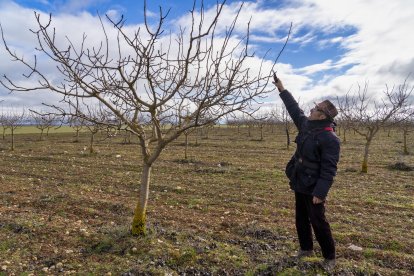 El presidente de Aspropicyl, José María Rey Madrilla, poda un árbol de pistacho en la plantación que tiene en la localidad vallisoletana de Villafuerte de Esgueva