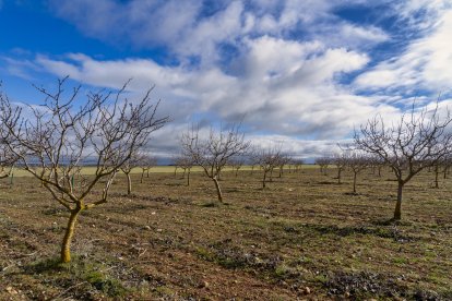 El presidente de Aspropicyl, José María Rey Madrilla, poda un árbol de pistacho en la plantación que tiene en la localidad vallisoletana de Villafuerte de Esgueva