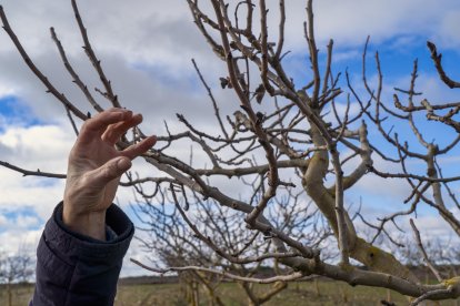 El presidente de Aspropicyl, José María Rey Madrilla, poda un árbol de pistacho en la plantación que tiene en la localidad vallisoletana de Villafuerte de Esgueva