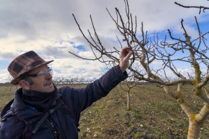 El presidente de Aspropicyl, José María Rey Madrilla, poda un árbol de pistacho en la plantación que tiene en la localidad vallisoletana de Villafuerte de Esgueva