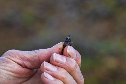 El presidente de Aspropicyl, José María Rey Madrilla, poda un árbol de pistacho en la plantación que tiene en la localidad vallisoletana de Villafuerte de Esgueva