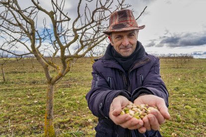 El presidente de Aspropicyl, José María Rey Madrilla, poda un árbol de pistacho en la plantación que tiene en la localidad vallisoletana de Villafuerte de Esgueva