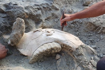 Imagen del hallazgo de un fragmento de mandíbula de elefante.