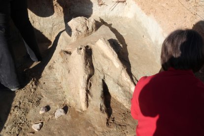 Restos de los dos colmillos de un mastodonte de la época terciaria