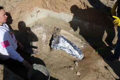 Restos de los dos colmillos de un mastodonte de la época terciaria