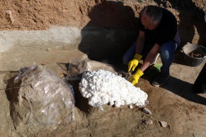 Restos de los dos colmillos de un mastodonte de la época terciaria