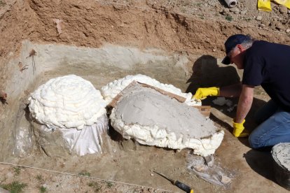 Restos de los dos colmillos de un mastodonte de la época terciaria