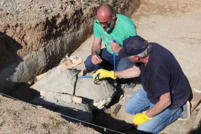 Restos de los dos colmillos de un mastodonte de la época terciaria