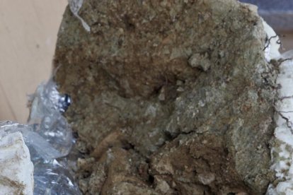 Restos de los dos colmillos de un mastodonte de la época terciaria