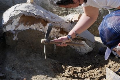 Restos de los dos colmillos de un mastodonte de la época terciaria