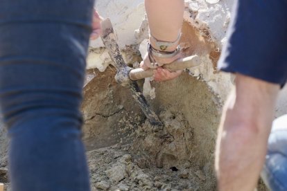 Restos de los dos colmillos de un mastodonte de la época terciaria