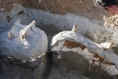 Restos de los dos colmillos de un mastodonte de la época terciaria
