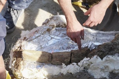 Restos de los dos colmillos de un mastodonte de la época terciaria