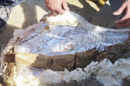 Restos de los dos colmillos de un mastodonte de la época terciaria