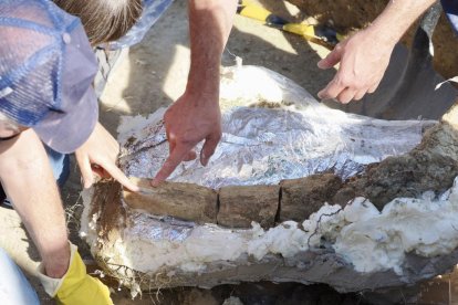 Restos de los dos colmillos de un mastodonte de la época terciaria