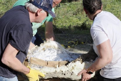 Restos de los dos colmillos de un mastodonte de la época terciaria