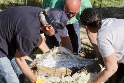 Restos de los dos colmillos de un mastodonte de la época terciaria